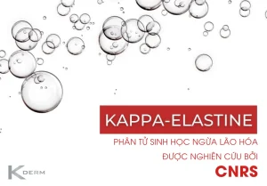 Kappa Elastin phân tử sinh học ngừa lão hóa