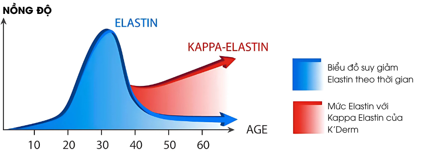 Nồng độ Elastin suy giảm theo thời gian