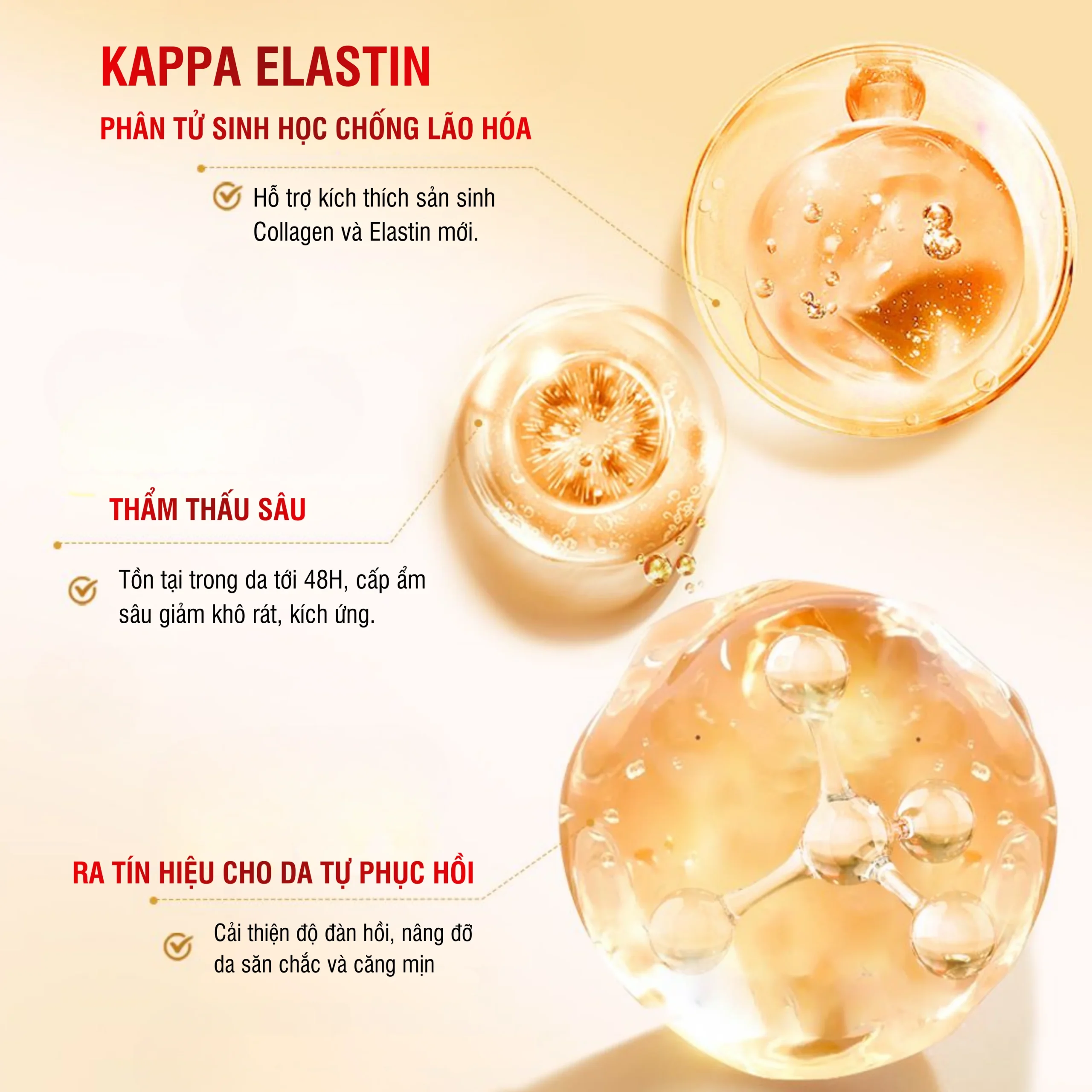 phân tử sinh học kappa elastin phục hồi